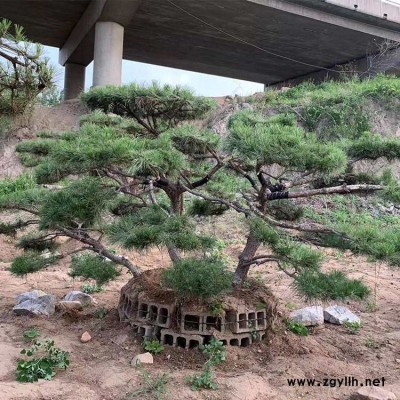 名君苗木 北京造型松基地 山西造型松