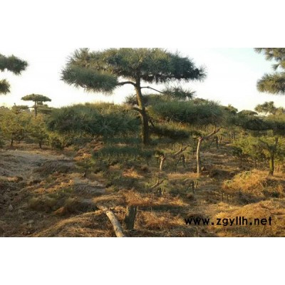戎新景观松(图)-山东造型油松多少钱一棵-山东造型油松
