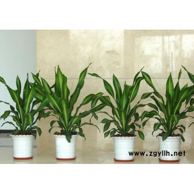 雅淳花卉租摆(多图)-哪里有绿植出租