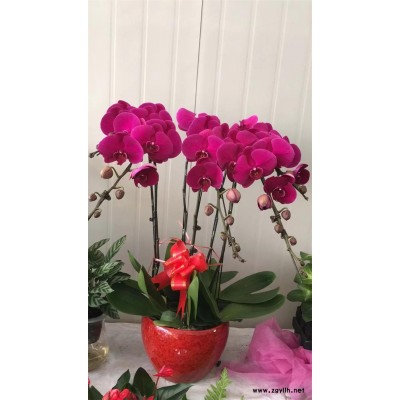 室外花卉租摆-美静园艺绿植花卉出租-武汉花卉租摆