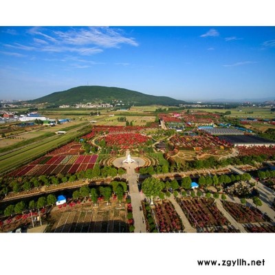 南阳古桩月季 月季基地 南阳古桩月季种植