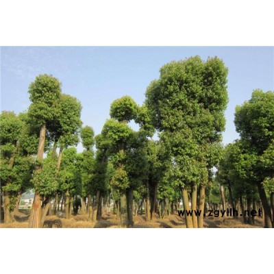 淘氧彩叶苗木(图)-香樟哪家好-南京香樟