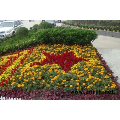 沌口租花-雅淳花卉(推荐商家)