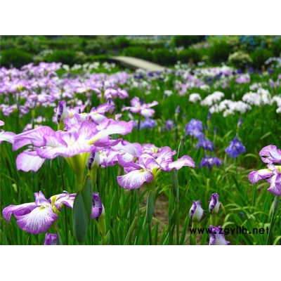 鸢尾批发价多少-圣茂麦冬草种植基地(在线咨询)-湖北鸢尾