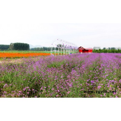 芳青花卉苗(图)-宿根草花-草花