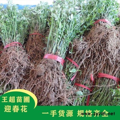 豫宛园林规格齐全-河南50公分迎春花小苗