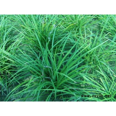 南阳阔叶麦冬草-圣茂麦冬草种植基地-阔叶麦冬草