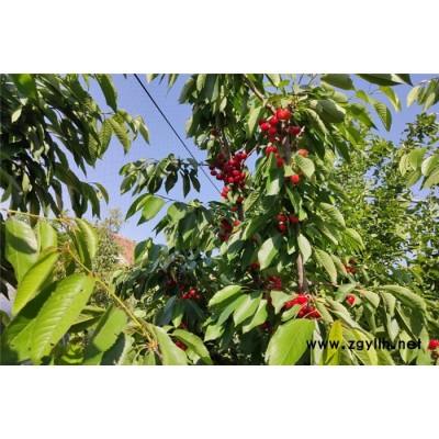 山东鑫农园艺(在线咨询)-矮化樱桃苗-矮化樱桃苗哪里有卖