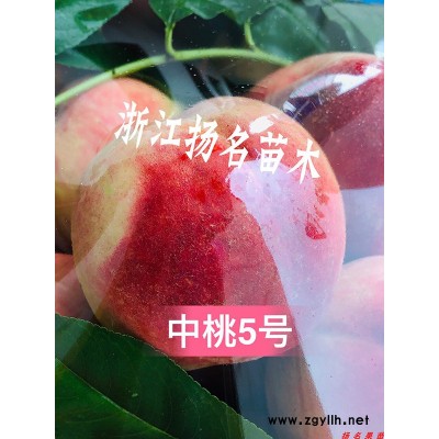 锦绣黄桃苗树苗-扬名苗木培育基地-四川锦绣黄桃苗