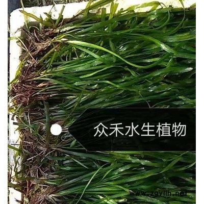 平顶山矮苦草种植-众禾沉水植物包种植-水生植物矮苦草种植