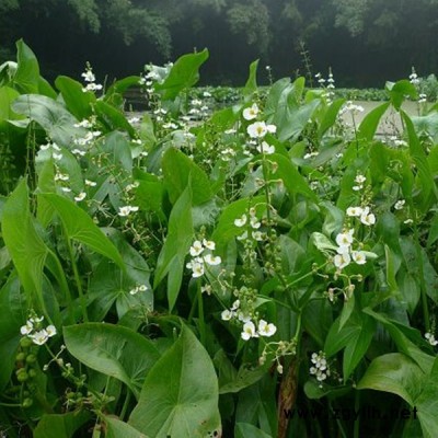 连云港景观生态浮岛植物-众禾水生植物品质优良