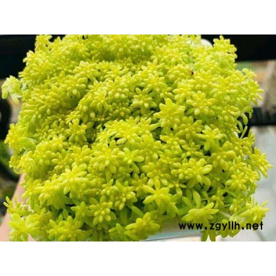 黄金万年草工程苗-韵可园林(在线咨询)-青岛黄金万年草