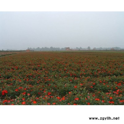 南阳盆花月季根 5公分盆花月季的品种 基地供应盆花月季价格