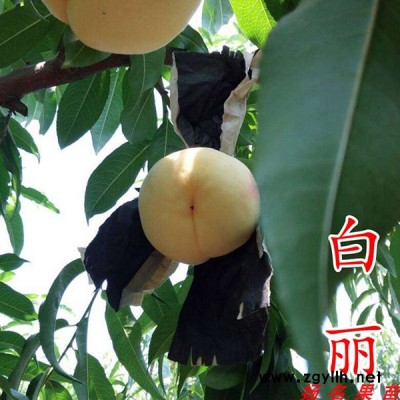 湖景蜜露水蜜桃苗批发-江西湖景蜜露水蜜桃苗-扬名苗木