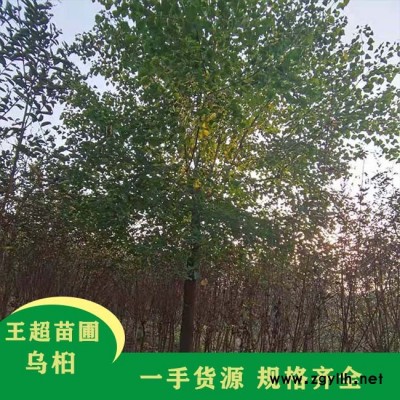 河南8公分独杆乌桕批发-河南8公分独杆乌桕-豫宛大量现货苗木