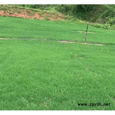 剪股颖供应商-宣威剪股颖-安宁铭岩草坪种植园(查看)