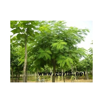 合欢树价格-富丽银杏苗木-16公分合欢树价格供应商