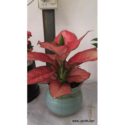 武汉绿植出租-美静园艺绿植花卉出租(图)