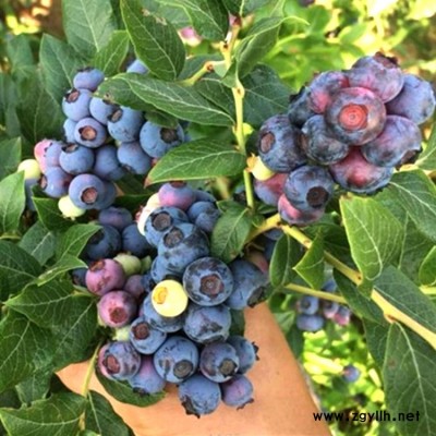 江津蓝莓采摘基地 重庆蓝莓采摘批发 百色农业