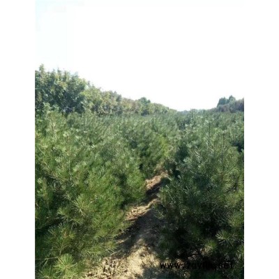 白皮松苗木基地-泰景苗木-山东5米白皮松苗木基地