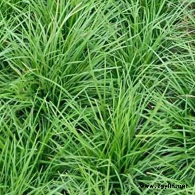 矮脚麦冬草的产量 李斌麦冬草 江西麦冬草的品种