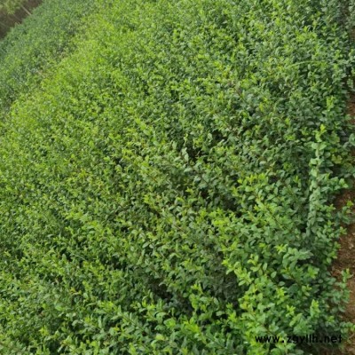 河南小叶女贞树篱笆围墙植物 豫宛