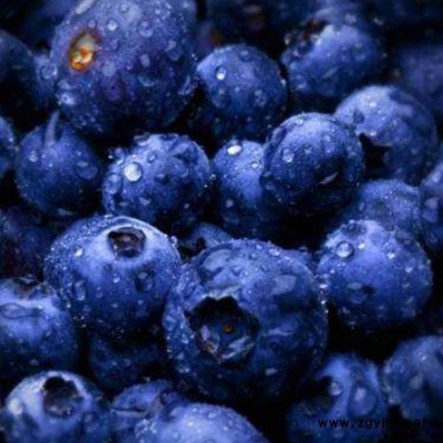 四川蓝莓采摘 百色农业 重庆蓝莓采摘产地