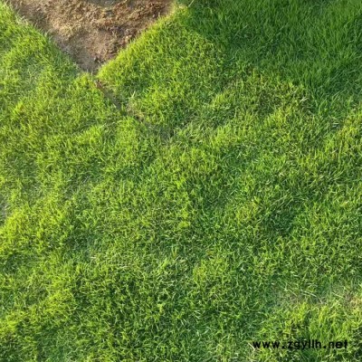 真草坪种植基地-真草坪-昆明贤惠真草坪批发