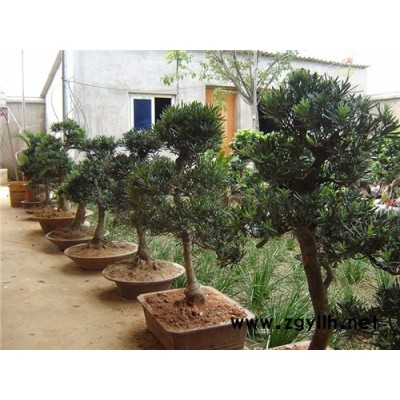 室外绿化苗木-百通生态环境(在线咨询)-绿化苗木