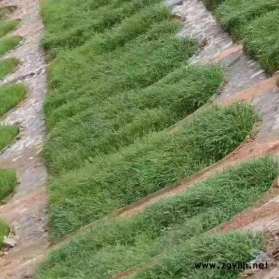 剪股颖草坪多少钱一平方-安宁剪股颖草坪-贤惠园林绿化真草坪