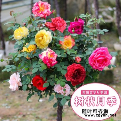 四公分树状月季苗-四公分树状月季-吉华月季长期供应(查看)
