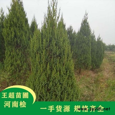 2米高河南刺柏基地电话-2米高河南刺柏-豫宛苗木基地直销