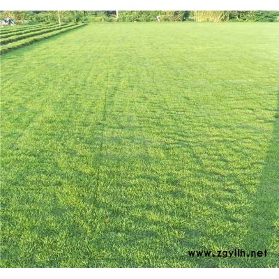 马尼拉种植园-马尼拉-安宁铭岩草坪报价(查看)