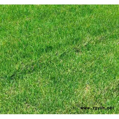 混播草坪价格-保山混播草坪-安宁铭岩草坪种植园(查看)