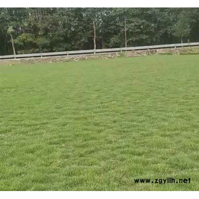 马尼拉一般多少钱-安宁铭岩草坪(在线咨询)-德宏马尼拉