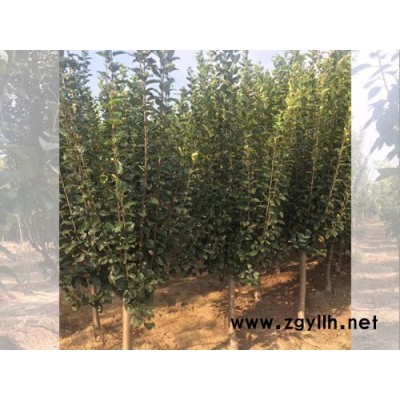 泰景苗木(在线咨询)-绚丽海棠基地-山东6公分绚丽海棠基地