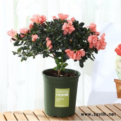 美静园艺绿植出租设计(多图)-武汉租花