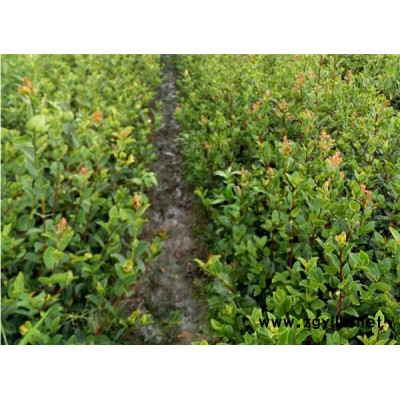 大果高产油茶树苗-油茶树苗-油茶苗圃基地油茶树(查看)