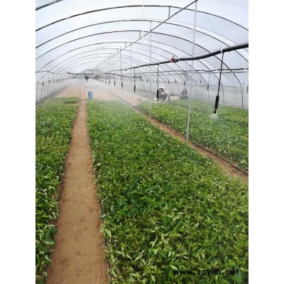 吉塞拉砧木苗批发基地欢迎来电