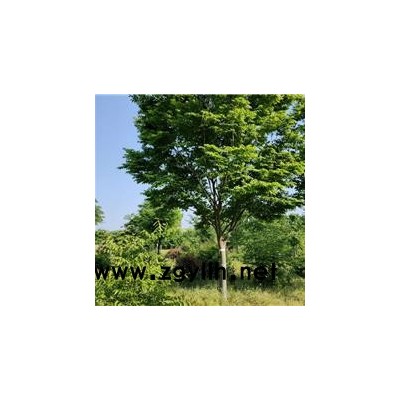 榉树盆景-佳邦(在线咨询)-通化榉树