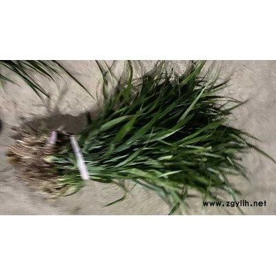 吉祥草哪家好-圣茂麦冬草种植基地(在线咨询)-郴州吉祥草