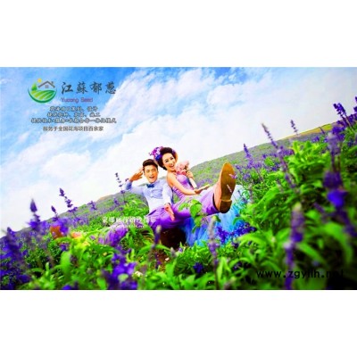 千日紫种子种植技术方法...认证企业