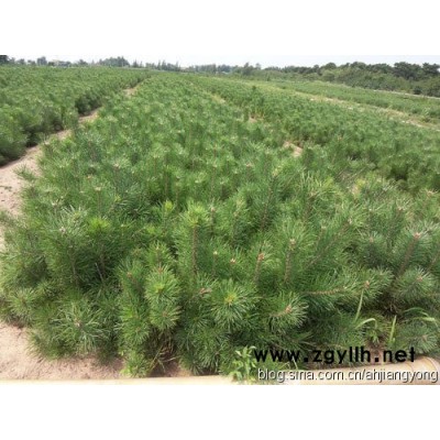 供应各种营养杯油松