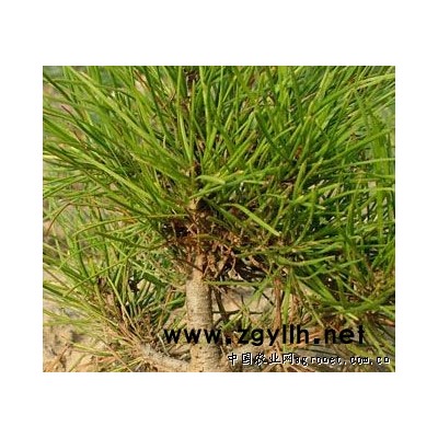 供应油松 容器袋油松 油松幼苗