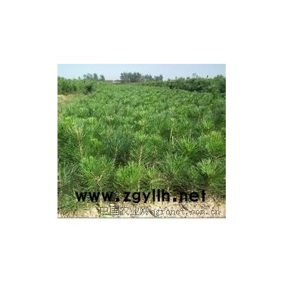 供应山西营养钵油松小苗