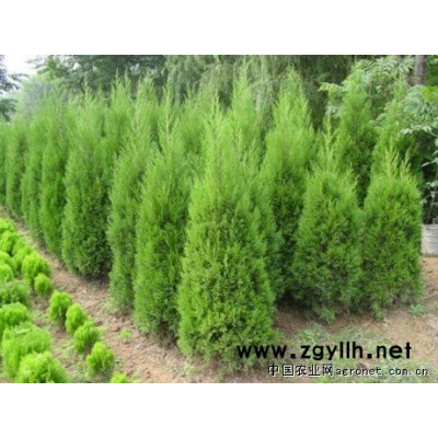 供应油松、侧柏、白皮松等