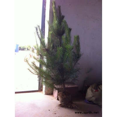 供应1.5米油松 油松土球苗 油松树苗