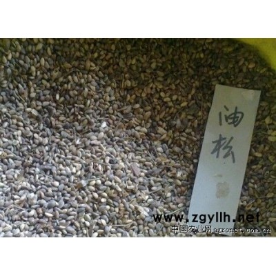 供应油松种子、油松树种