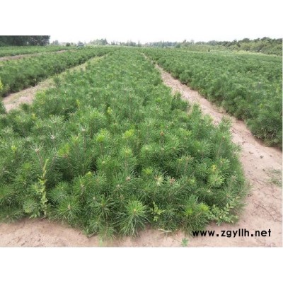 供应油松，营养钵油松