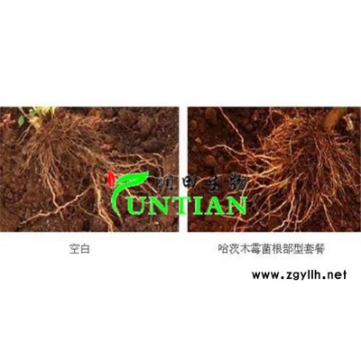 滨州哈茨木霉菌-济宁润田生物厂价出售-哈茨木霉菌效果怎么样